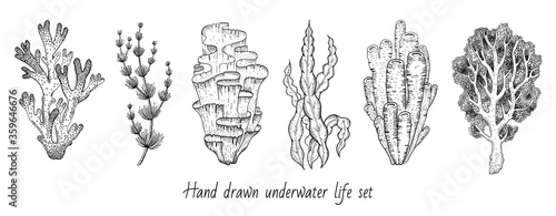 Coral, sea weed sketch graphic elements. Underwater icon set. Trendy coral reef, seaweed under water collection. Black line engrave style. Cool hand drawn vector illustration isolated white background