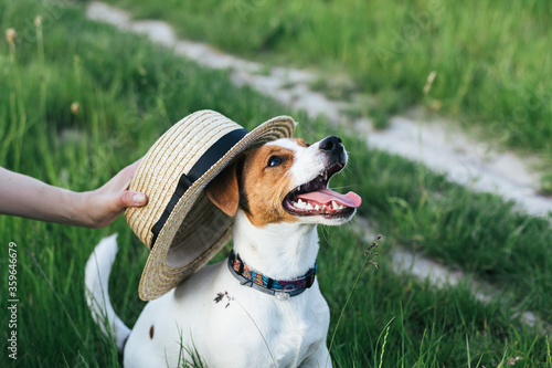 Happy puppy Jack Russell Terrier and his owner playing with strow hat in the summer meadow. photo