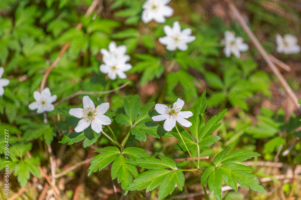 Little white meadow flowers in the rays of sunlight. Grow in early summer. Selective focus, blurred background. Little white meadow flowers in the rays of sunlight. Grow in early summer. Selective focus, blurred background.