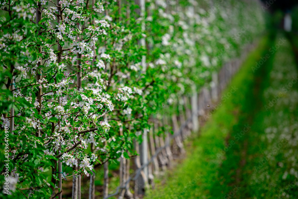 Bright spring flowering. A long alley of apple trees, near to road with grass Bright spring flowering. A long alley of apple trees, near to road with grass