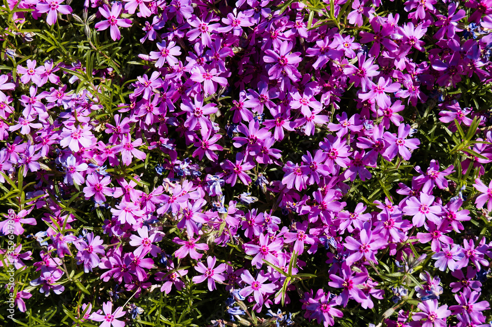 Creeping phlox (Phlox subulata), also known as the moss phlox.Macro photo nature lilac wild Phlox subulata flower. Texture background blooming wildflower. The image of a plant lilac purple. Close up. Creeping phlox (Phlox subulata), also known as the moss phlox.Macro photo nature lilac wild Phlox subulata flower. Texture background blooming wildflower. The image of a plant lilac purple. Close up.