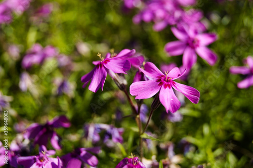 Creeping phlox (Phlox subulata), also known as the moss phlox.Macro photo nature lilac wild Phlox subulata flower. Texture background blooming wildflower. The image of a plant lilac purple. Close up.