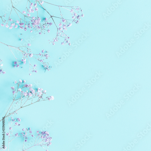 Flowers composition. Gypsophila flowers on blue background. Spring concept. Flat lay, top view, copy space © Flaffy