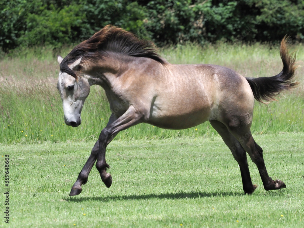 Young Horse Playing Young Horse Playing