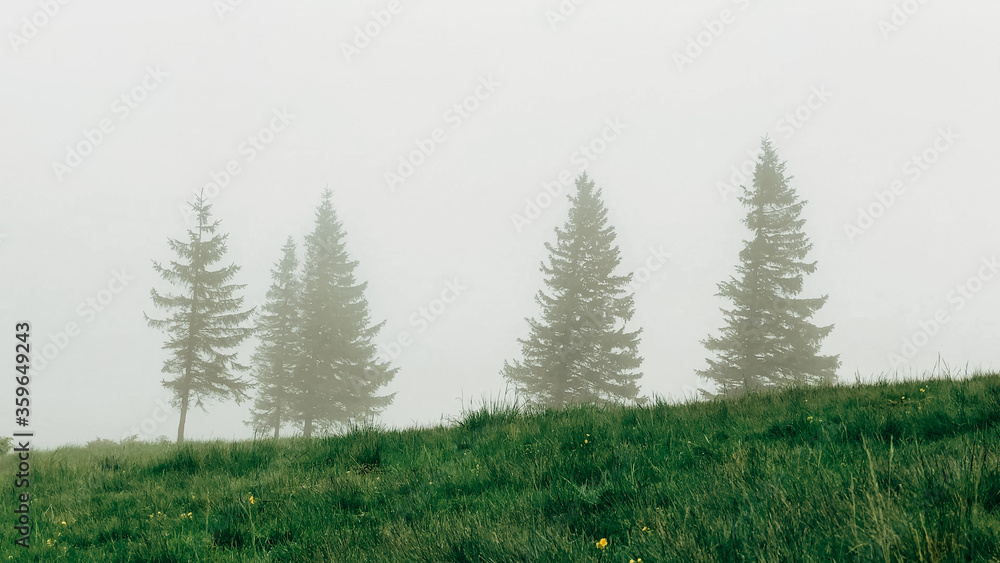 Forest on the slopes of the mountain. Carpathians, Ukraine, Europe. Beauty world.