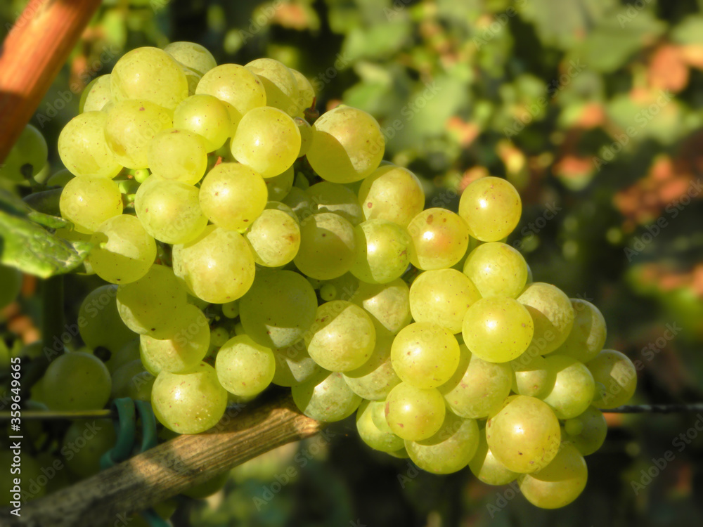 Ripe white grapes to make sparkling wine in a vineyard in Italy. Ripe white grapes to make sparkling wine in a vineyard in Italy.