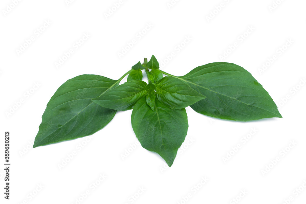 Ocimum basilicum isolated on white background. Ocimum basilicum isolated on white background.