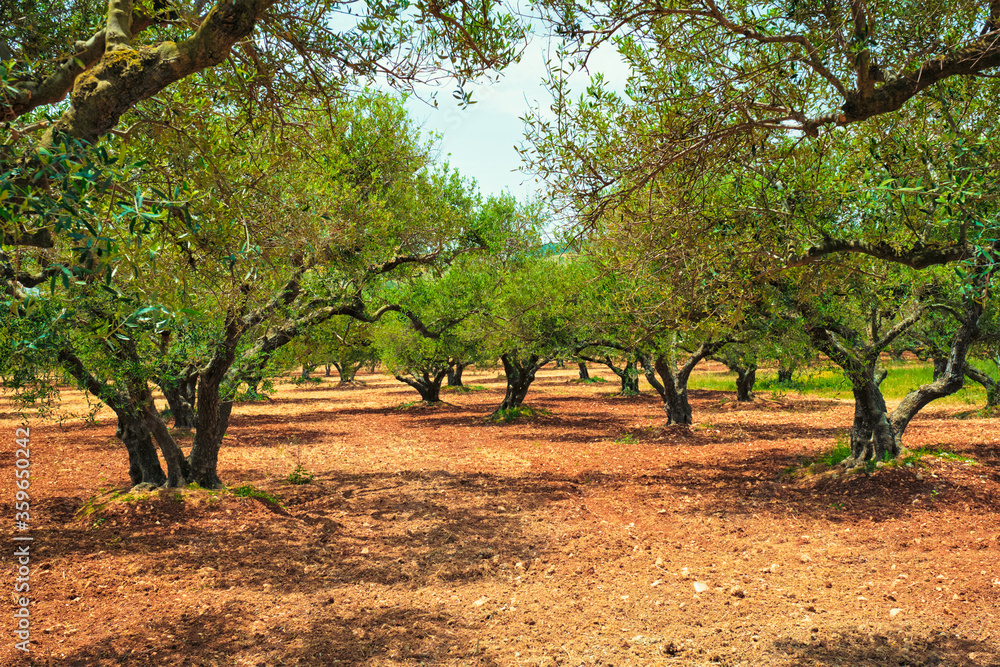 Olive trees (Olea europaea) grove in Crete, Greece for olive oil production. Horizontal camera pan Olive trees (Olea europaea) grove in Crete, Greece for olive oil production. Horizontal camera pan