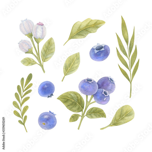 Watercolor set of blueberries, flowers and leaves on the light background. Bright watercolor floral illustration.