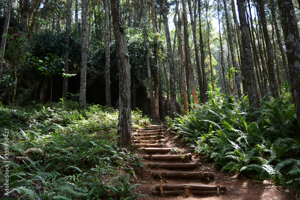 Obraz premium path in the forest