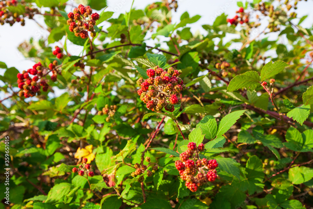 Wild blackberry bush with red berries on it Wild blackberry bush with red berries on it