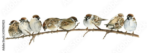 Watercolor drawing sparrows sitting on a branch