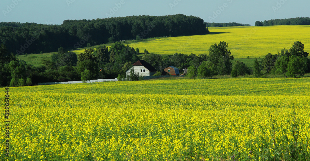 summer landscape.  field of yellow flowers and country houses in the distance