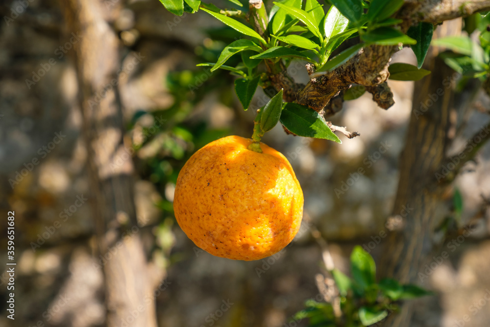 Eine Orange am Zweig eines Orangenbaum