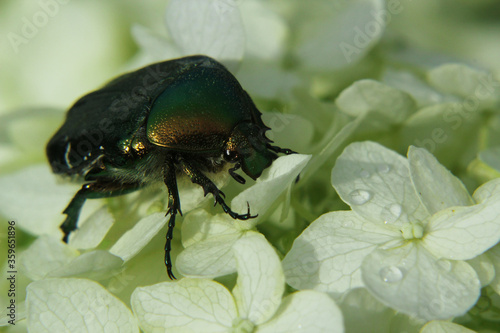 large green beetle on a white flower in the garden