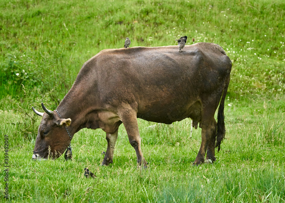 Cow being pecked by birds Cow being pecked by birds