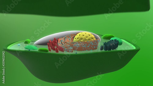 Anatomy of a plant cell and cross section of the nucleus, mitochondrion and chloroplast