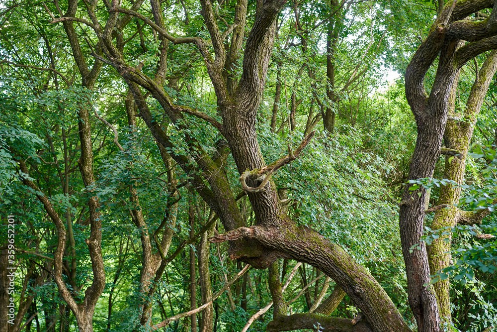 Twisted oak trees Twisted oak trees