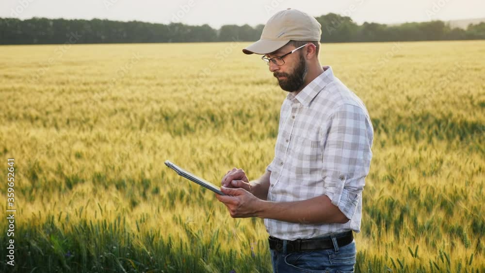 A man with a beard wears a cap and glasses, works with a digital tablet in a wheat field. A man with a beard wears a cap and glasses, works with a digital tablet in a wheat field.