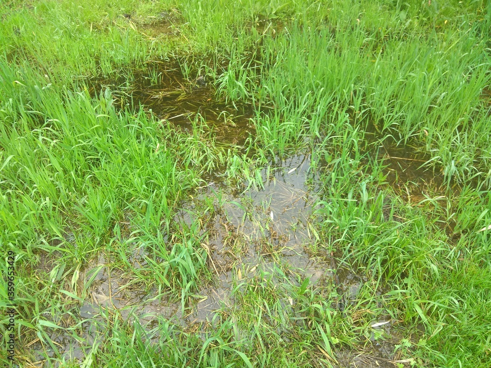 grass And water wetland grass And water wetland