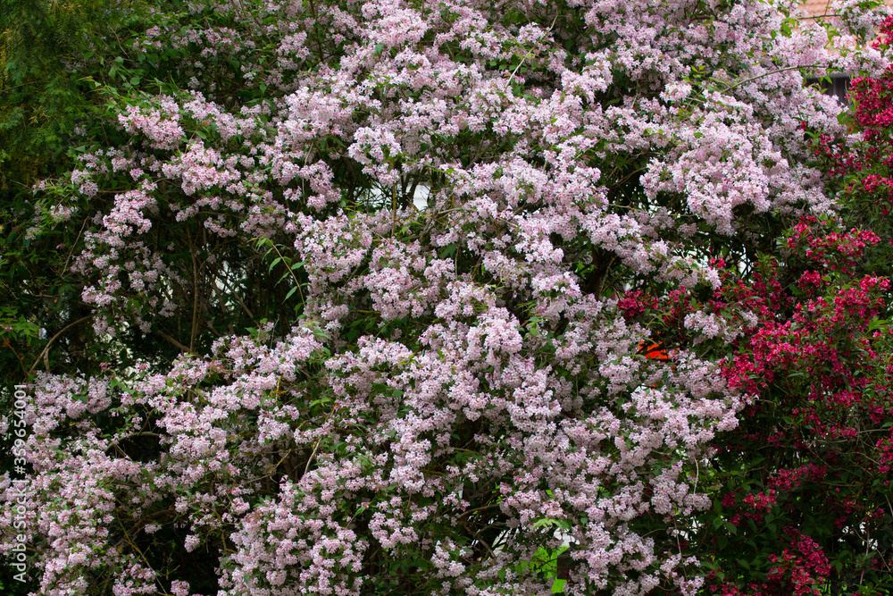 Flowers of a beauty bush, also called Kolkwitzia amabilis, Kolkwitzie or Perlmuttstrauch Flowers of a beauty bush, also called Kolkwitzia amabilis, Kolkwitzie or Perlmuttstrauch