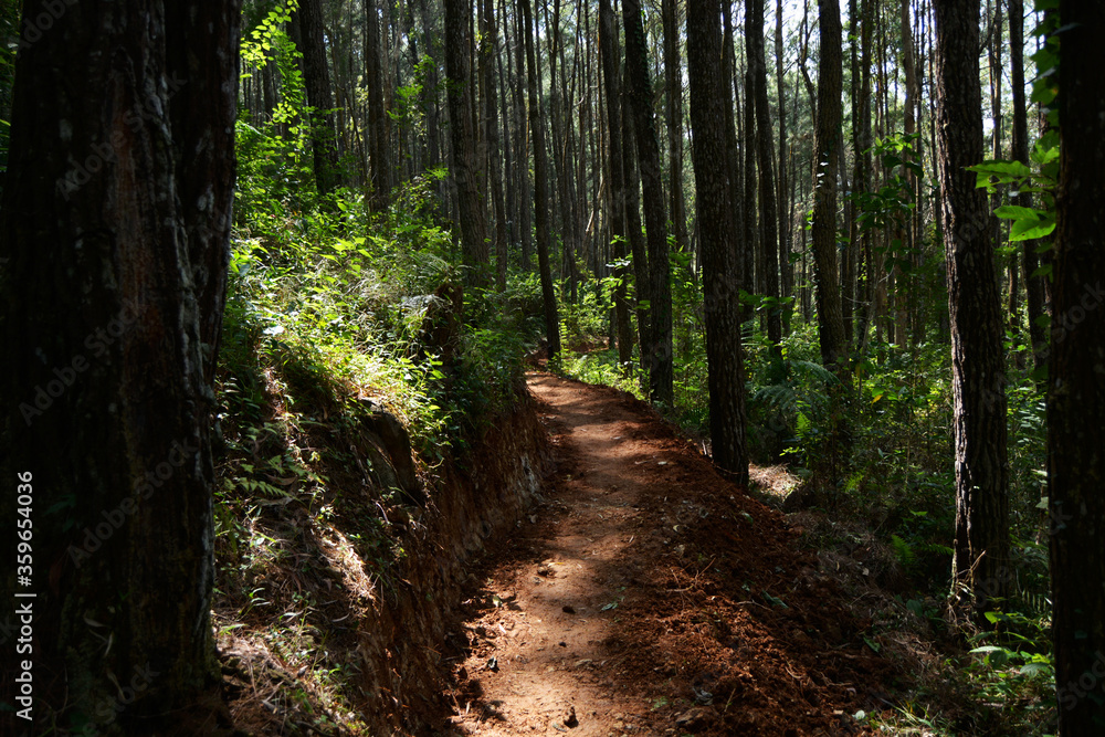 Fototapeta premium path in the forest