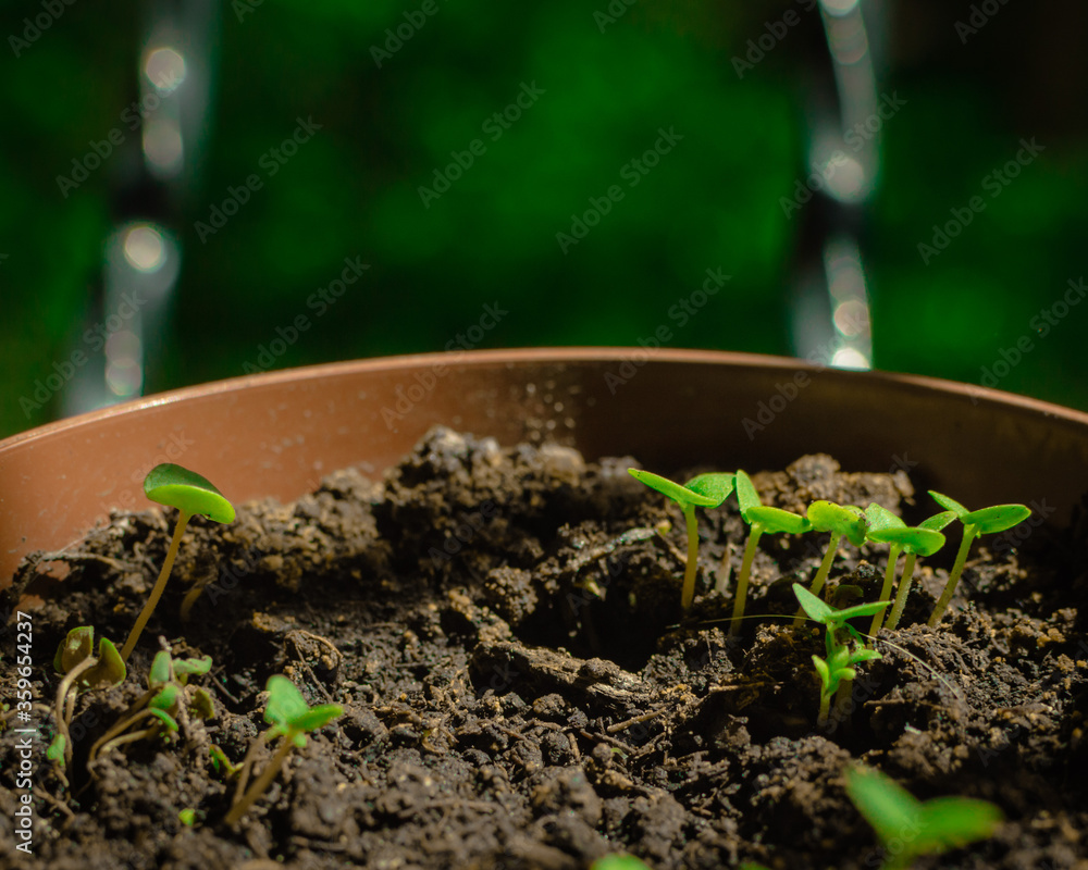 Growing potted plants in the apartment Growing potted plants in the apartment