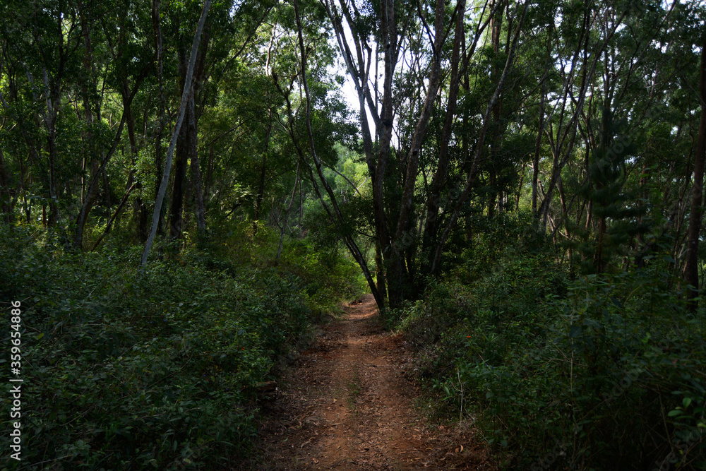 Fototapeta premium path in the forest
