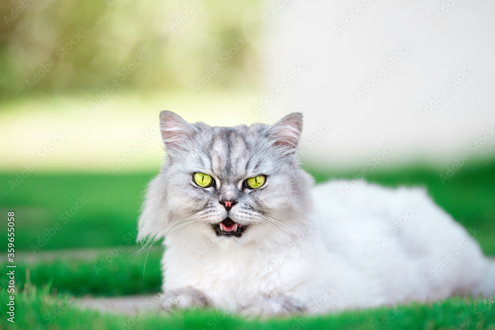 Beautiful grey persian chinchilla cat with green eyes lying on the grass.