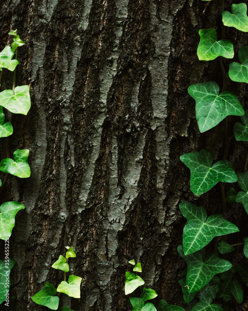 A tree trunk with a hanging ivy as a background