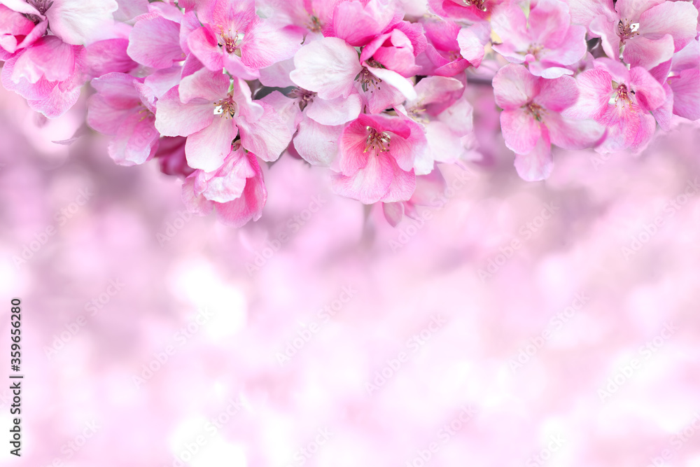 cherry blossoms in spring, pink flowers on a fruit tree, tender spring blurred background