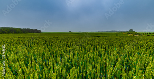 Grünes Getreidefeld am Kap Arkona auf Rügen
