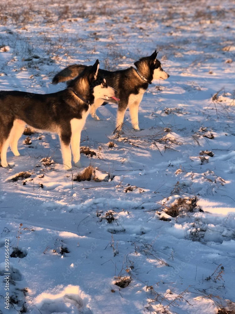 Naklejka premium two dogs playing in the snow