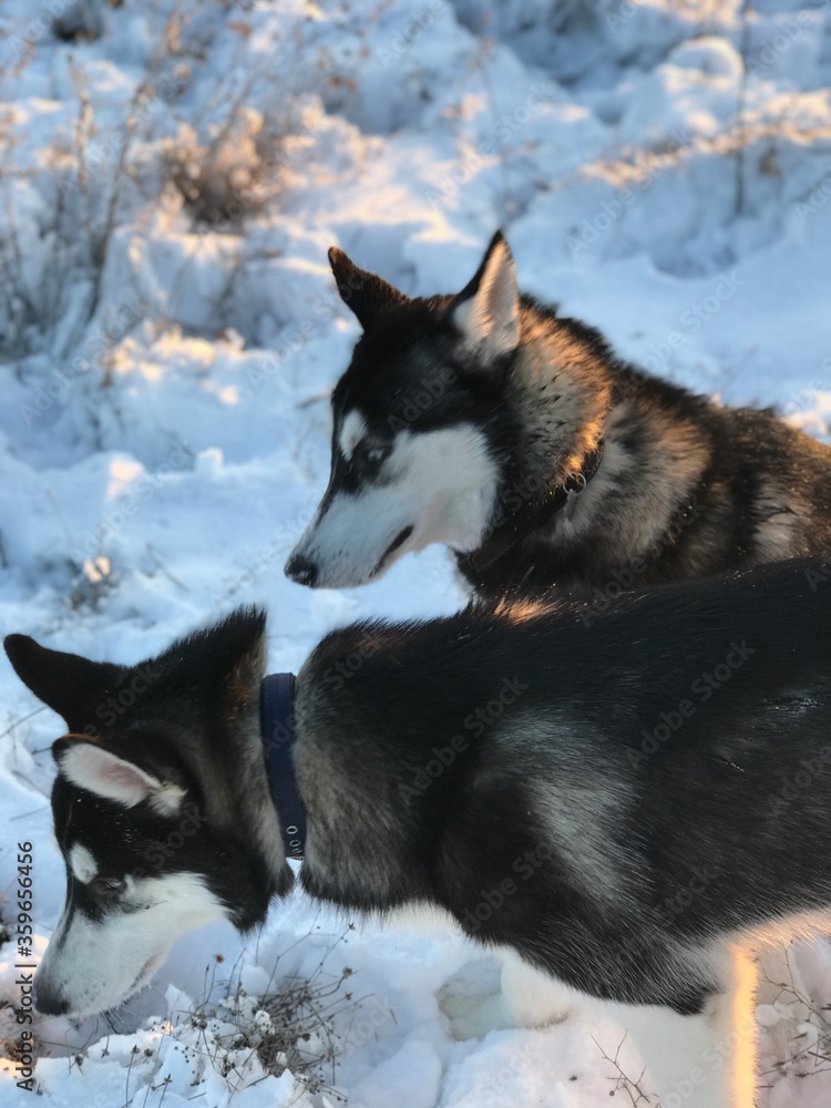 Fototapeta premium siberian husky on the snow