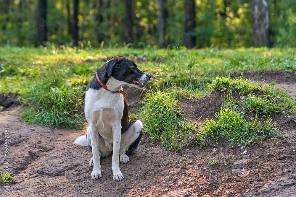 Portrait of black hunting dog with drop ears. Sitting and looking to the side