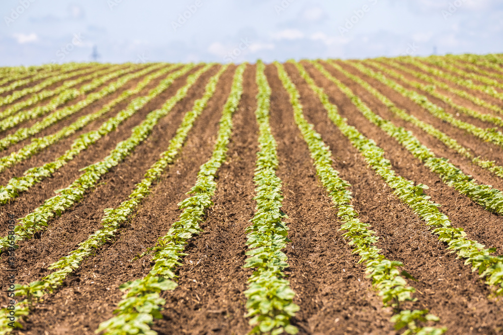 Agricultural field with a sunflower crop in early summer.