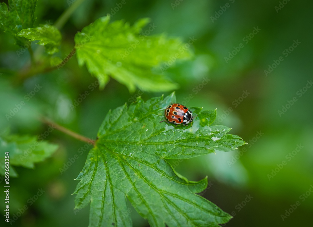 Ladybug sitting on a leaf on a green blurred background Ladybug sitting on a leaf on a green blurred background