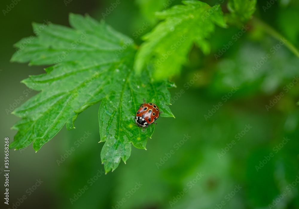 Ladybug sitting on a leaf on a green blurred background Ladybug sitting on a leaf on a green blurred background