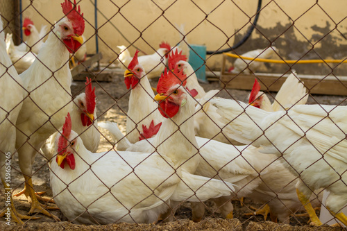 Classic white roosters with red crests on their heads