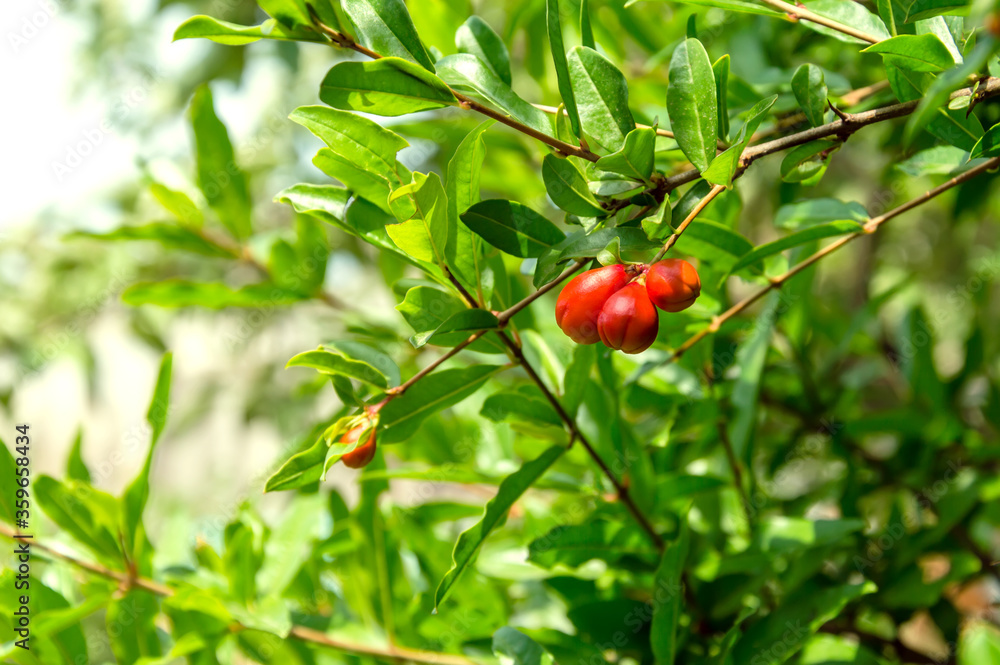 Pomegranate tree branch with small unripe fruits under bright sunlight