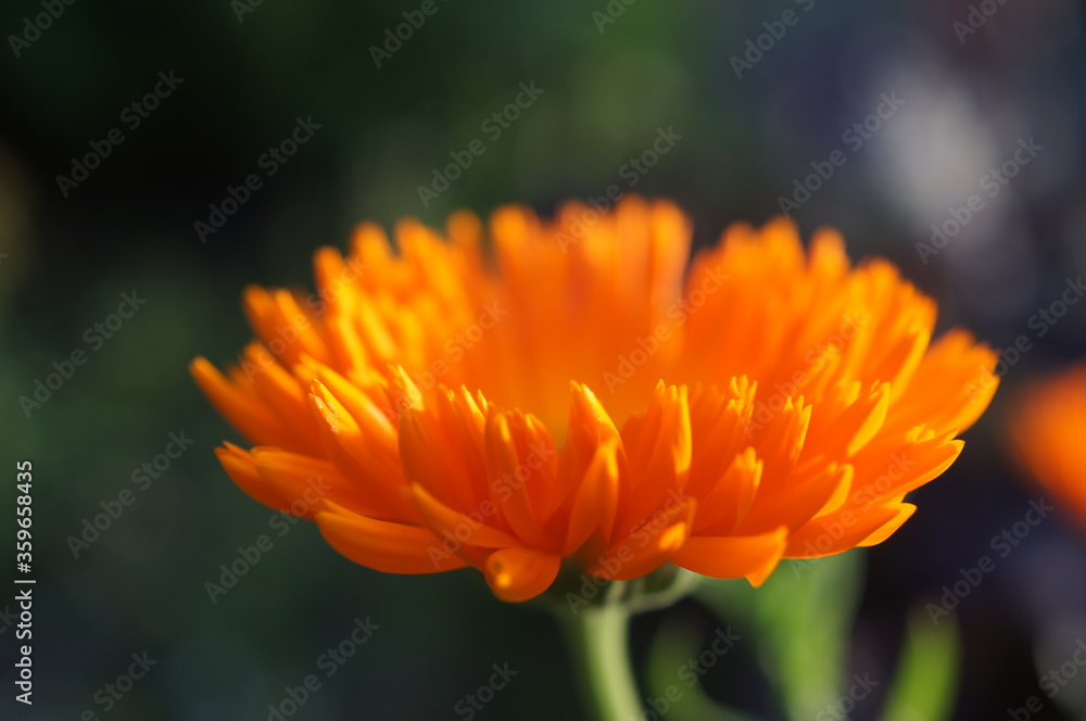 Ringelblumen im garten