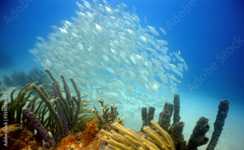 underwater school fish caribbean sea