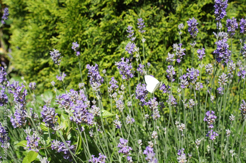 Fototapeta premium Lavendel
