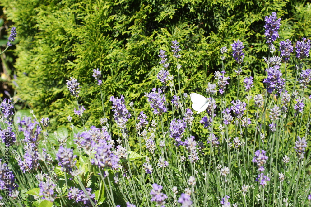 Lavendel mit Kohlweißling,Schmetterling in weiss