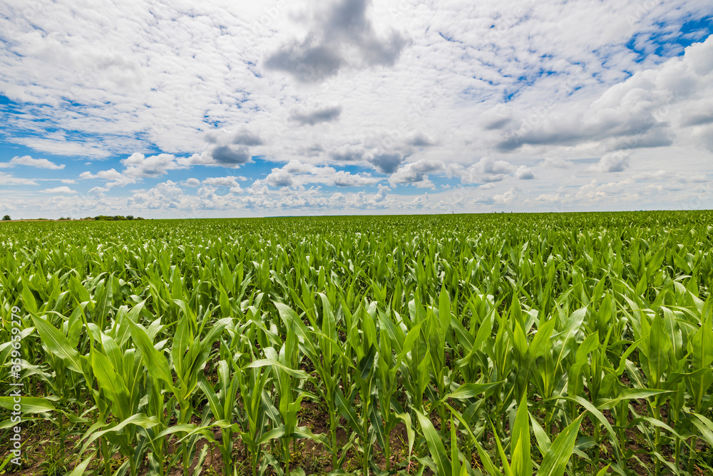 Green corn maize plants on a field. Agricultural landscape Green corn maize plants on a field. Agricultural landscape