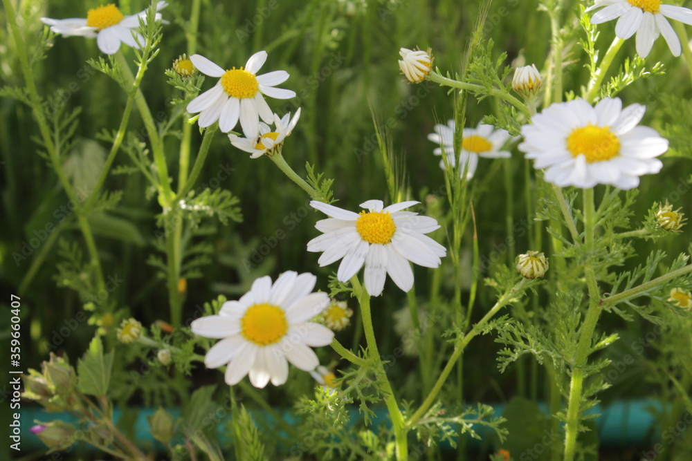daisies in the grass