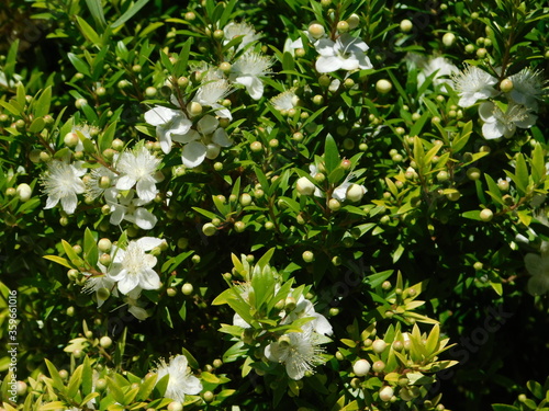 Myrtle, or Myrtus communis, shrub,blooming, in Glyfada, Greece photo