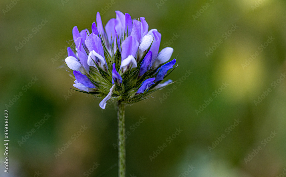 Macro photography, insects and plants in spring Macro photography, insects and plants in spring