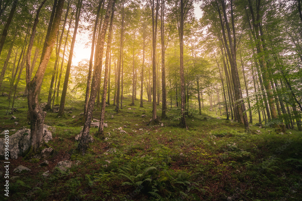 Obraz premium Bosque Frondoso