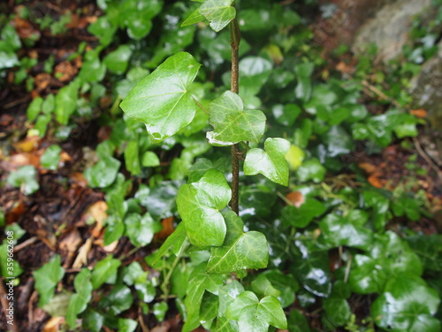 Wallpaper Mural Green forest after rain showers Torontodigital.ca